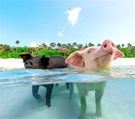 carnival swimming with pigs|Nassau Bahamas Swimming With The Pigs Experience